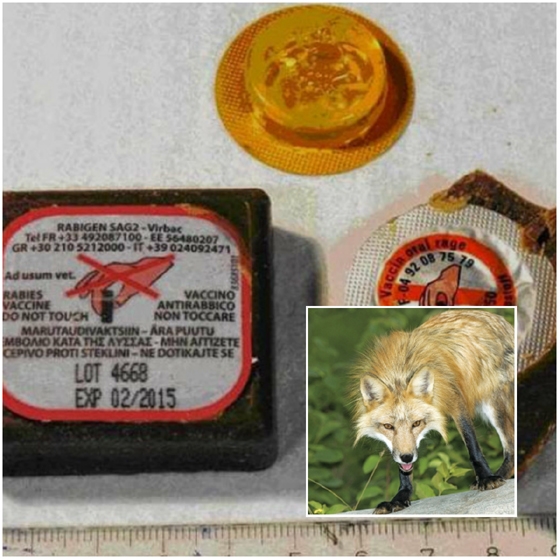 Περιφέρεια ΑΜ-Θ: Ξεκινά και φέτος ο εμβολιασμός κατά της λύσσας των αλεπούδων