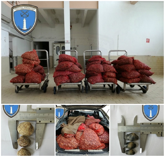 Αλεξανδρούπολη: Πάνω από ένας τόνος ακατάλληλα όστρακα θα κατέληγαν στο πιάτο μας