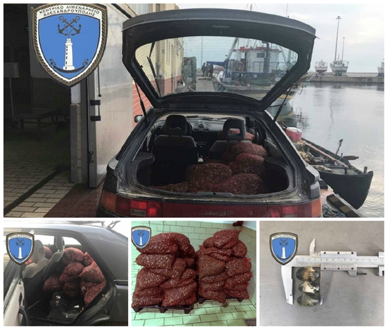 Χειροπέδες σε 52χρονο για ακατάλληλα όστρακα στην Αλεξανδρούπολη