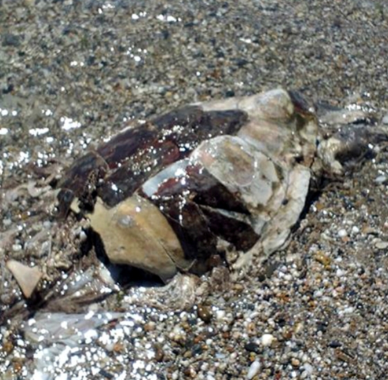 Ακόμη μια νεκρή χελώνα «καρέτα-καρέτα» σε παραλία της Αλεξανδρούπολης