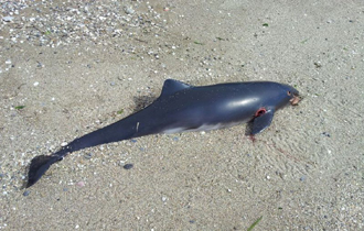 Το άτυχο δελφίνι εντοπίστηκε στην περιοχή των ΚΑΑΥ.