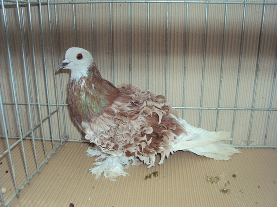 Σπάνια είδη διακοσμητικών περιστεριών σε έκθεση στο Άλσος Αδριανουπόλεως