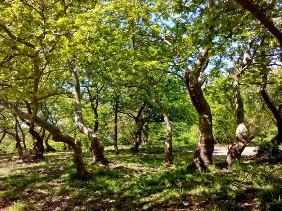 Ξεκίνησαν οι εργασίες ανάπλασης στον Πλατανότοπο του Μαϊστρου