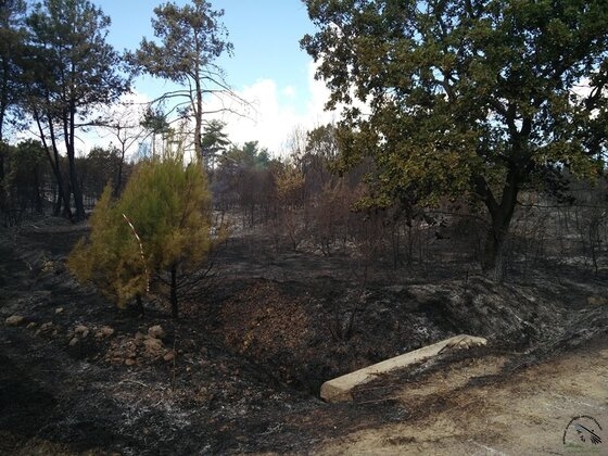 Η επόμενη ημέρα μετά την μεγάλη φωτιά στο δάσος της Δαδιάς.