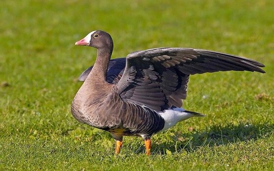 78 νανόχηνες βρήκαν καταφύγιο στο Δέλτα του Έβρου!