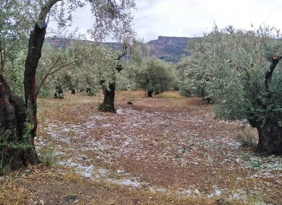 Ανυπολόγιστες ζημιές άφησε πίσω του το καταστροφικό χαλάζι που σημειώθηκε μάλιστα στην περιοχή των Δικέλλων και της Μάκρης.