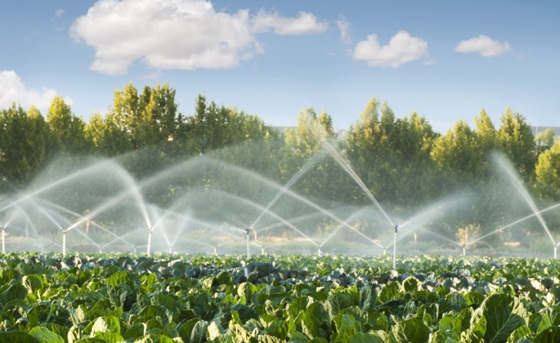 Πλήθος καλλιεργειών έμειναν απότιστες με απόφασης της ΔΕΗ