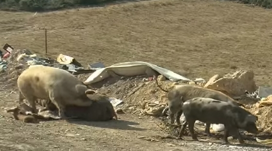 Εικόνες ΣΟΚ στη χωματερή της Αλεξ/πολης με γουρούνια να τρώνε σκουπίδια