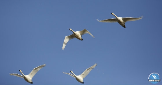 Το ασχημόπαπο που έγινε... "κύκνος"